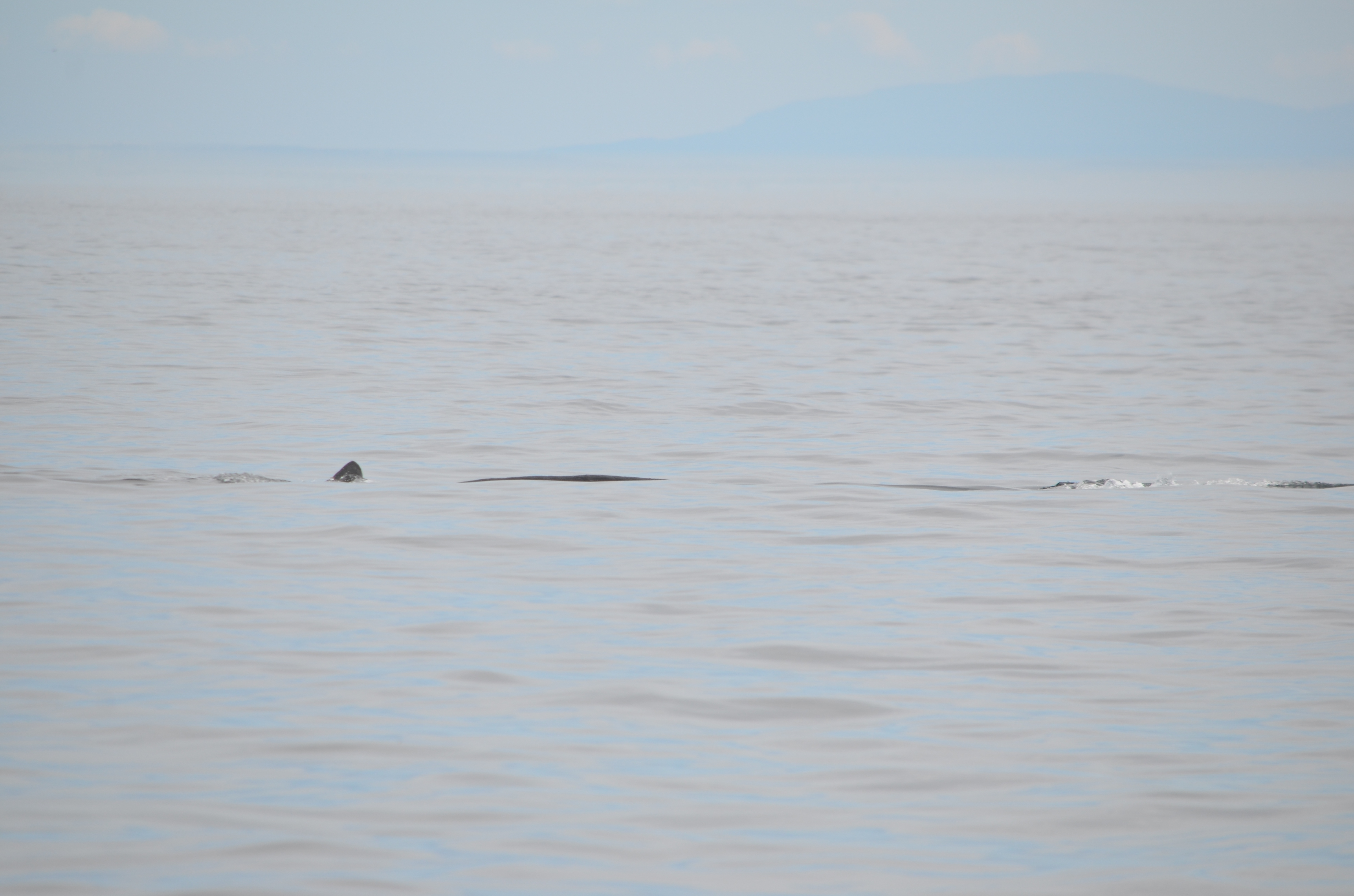 photos/wildlife/Mammal_Species/Humpback Whale/DSC_0171.JPG